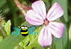 Game Chú bướm bảo vệ hoa